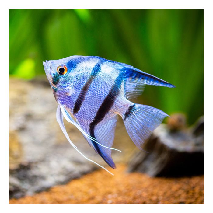 Angel-fish